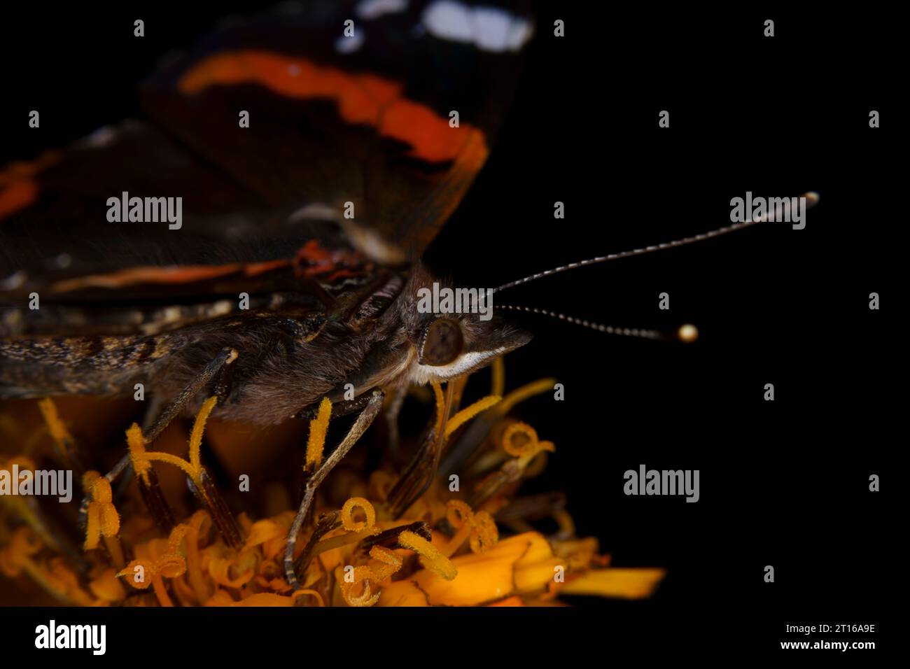 Vanessa atalanta Family Nymphalidae Genus Vanessa Red admiral butterfly