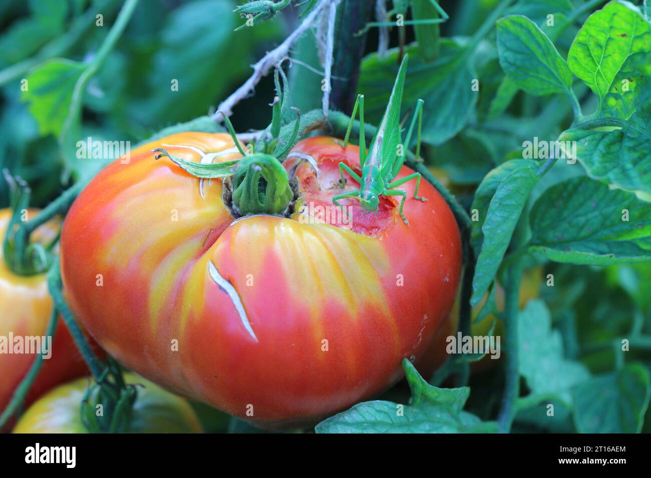 Great Green Bushcricket Tettigonia viridissima eating a tomato in