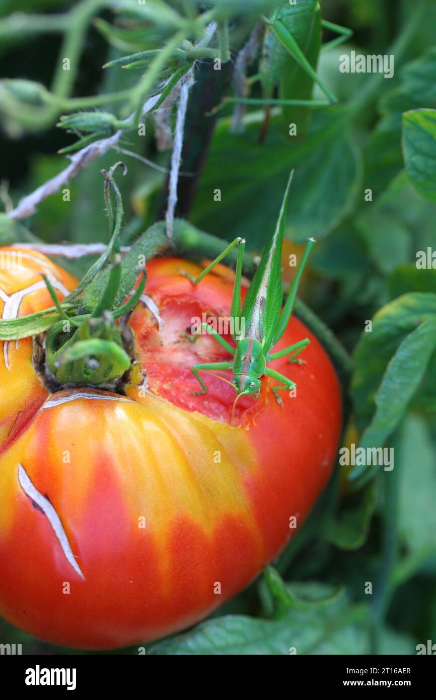 Great Green Bushcricket Tettigonia viridissima eating a tomato in