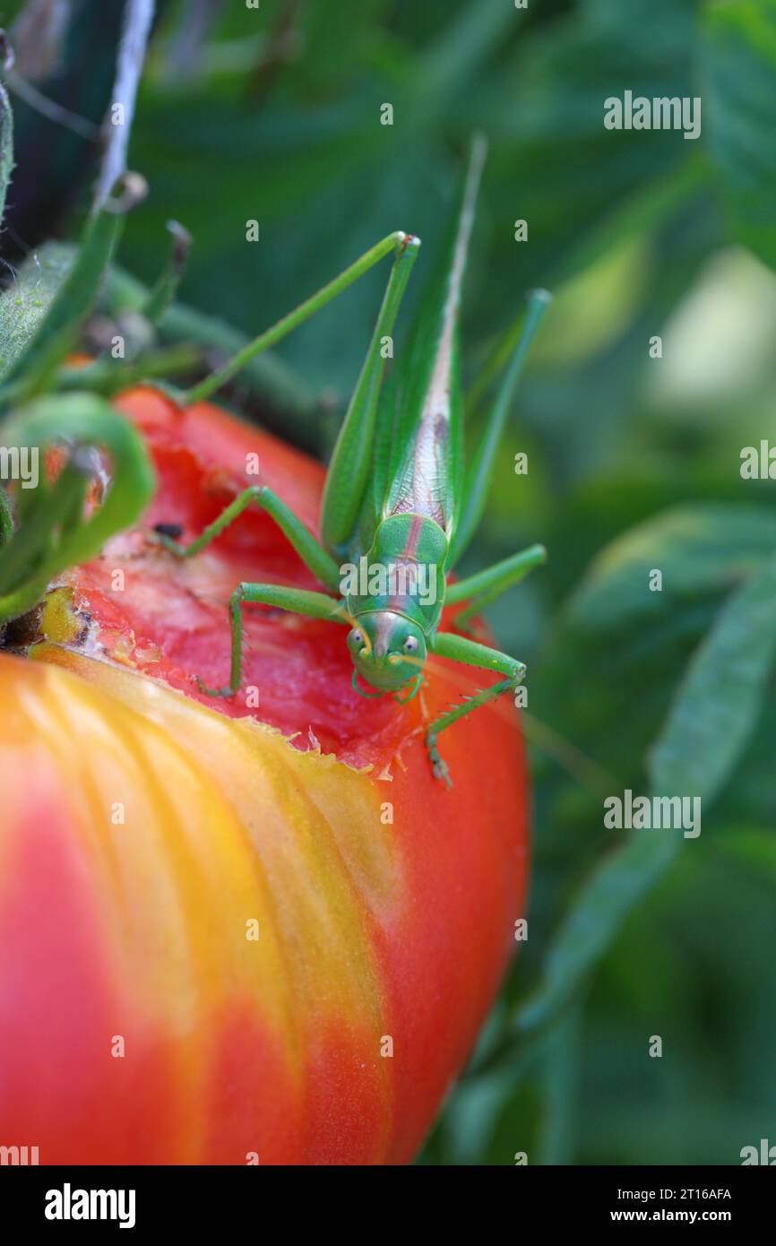 Great Green Bushcricket Tettigonia viridissima eating a tomato in