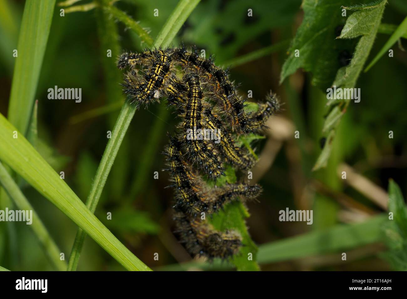 Aglais urticae Family Nymphalidae Genus Aglais Small tortoiseshell butterfly caterpillars wild nature insect photography, picture, wallpaper Stock Photo