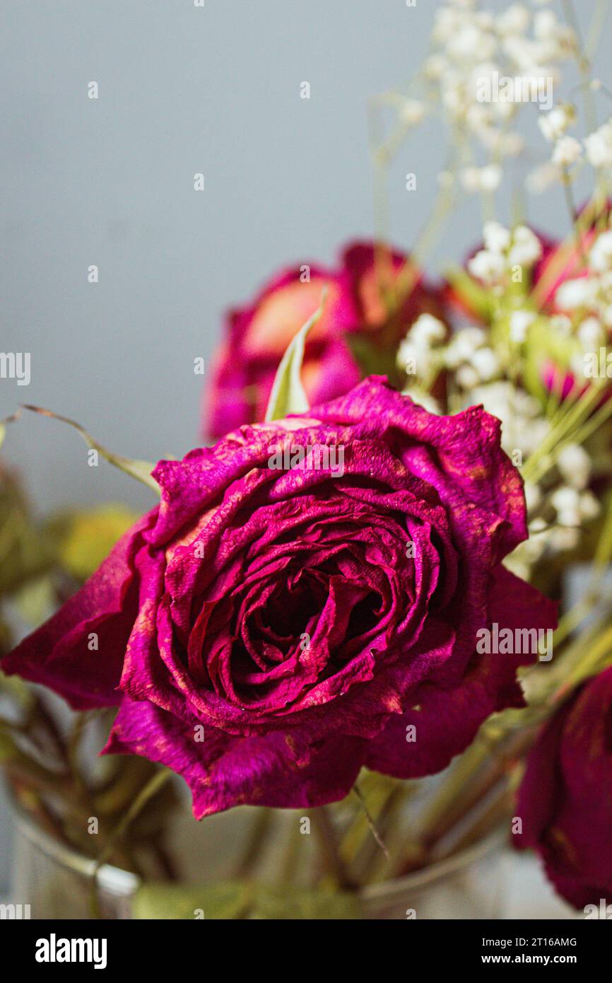 Withered purple rose on a gray background Stock Photo