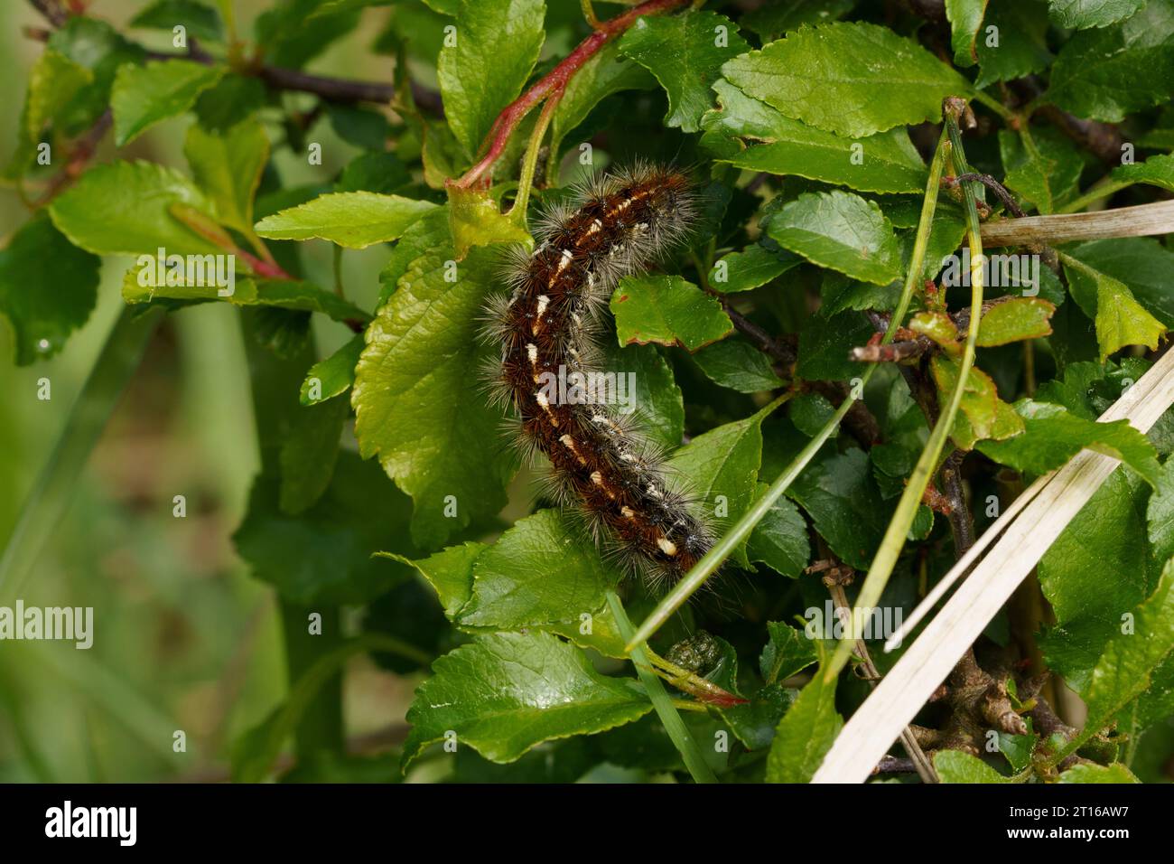 Dark Brown Caterpillar With White Spots Hi res Stock Photography And dark-brown-caterpillar-with-white-spots-hi-res-stock-photography-and