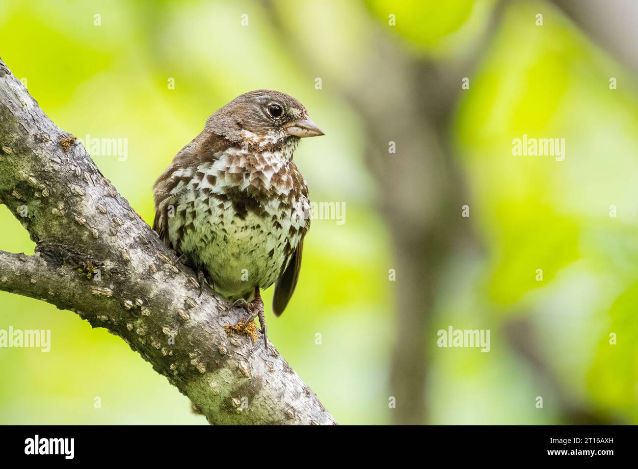 Fox Sparrow perched on tree in Southcentral Alaska. Stock Photo