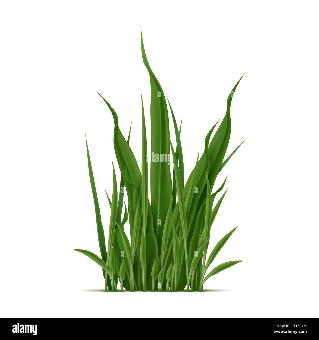 Realistic green grass blades grow in dense cluster, forming lawns or