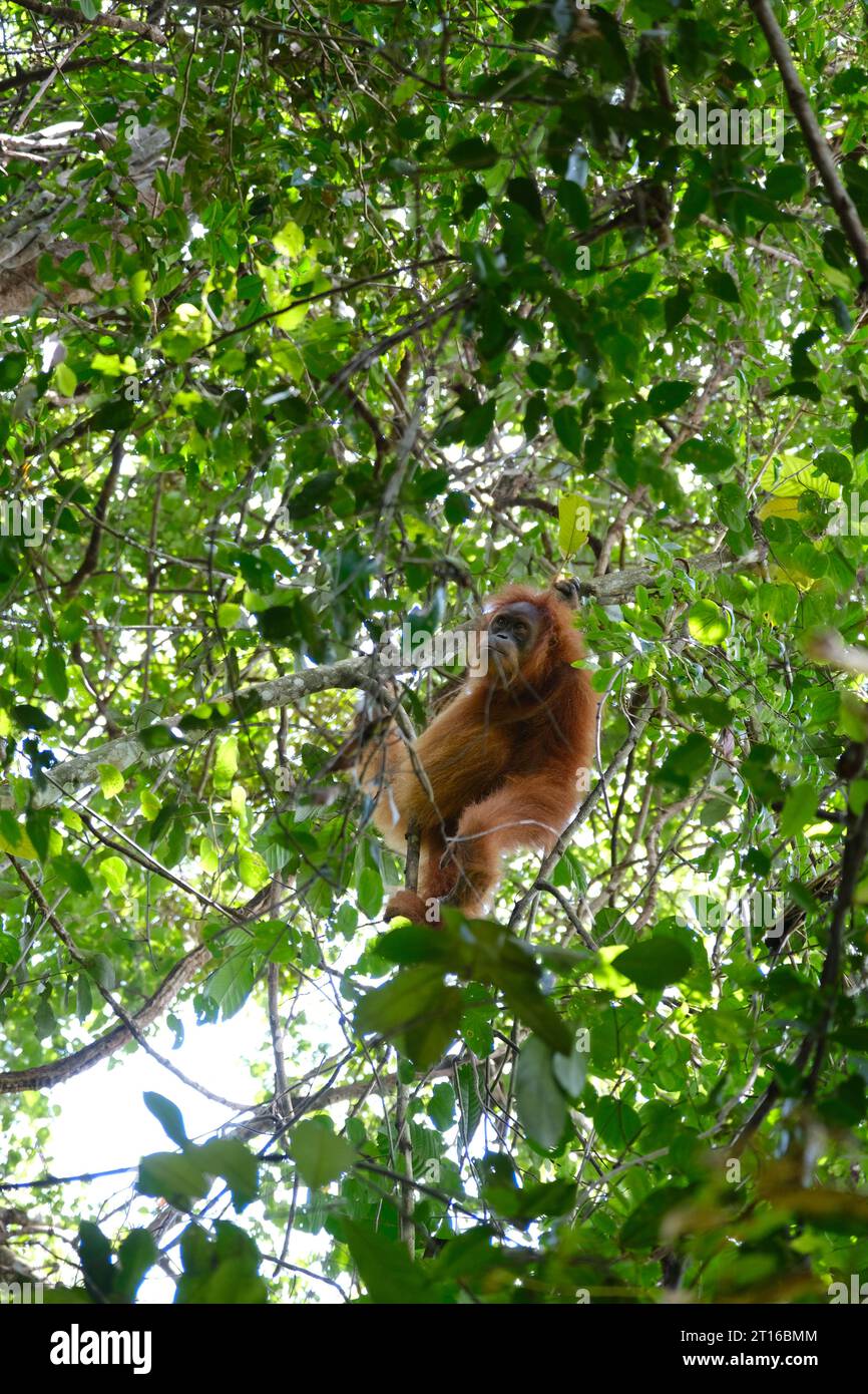 Orangutan majesty: A glimpse of Sumatra's wild heart in Bukit Lawang. Stock Photo