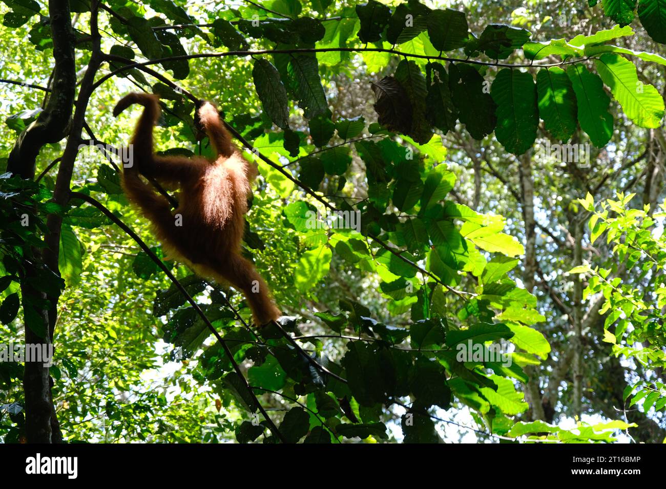 In the heart of Bukit Lawang, an orangutan embodies the wild essence of Sumatra's jungles. Stock Photo