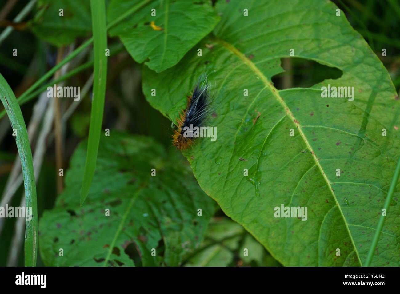 White Cedar Moth caterpillar .Leptocneria reducta Stock Photo - Alamy