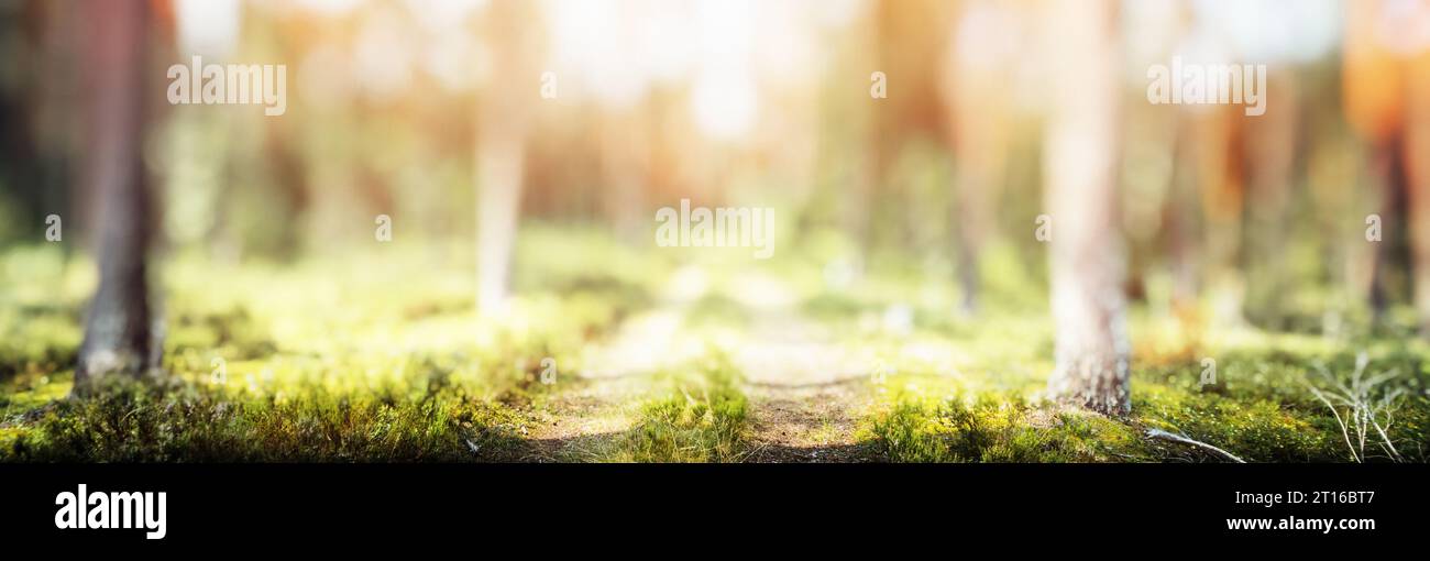 Summer forest panorama - beautiful green natural landscape Stock Photo ...