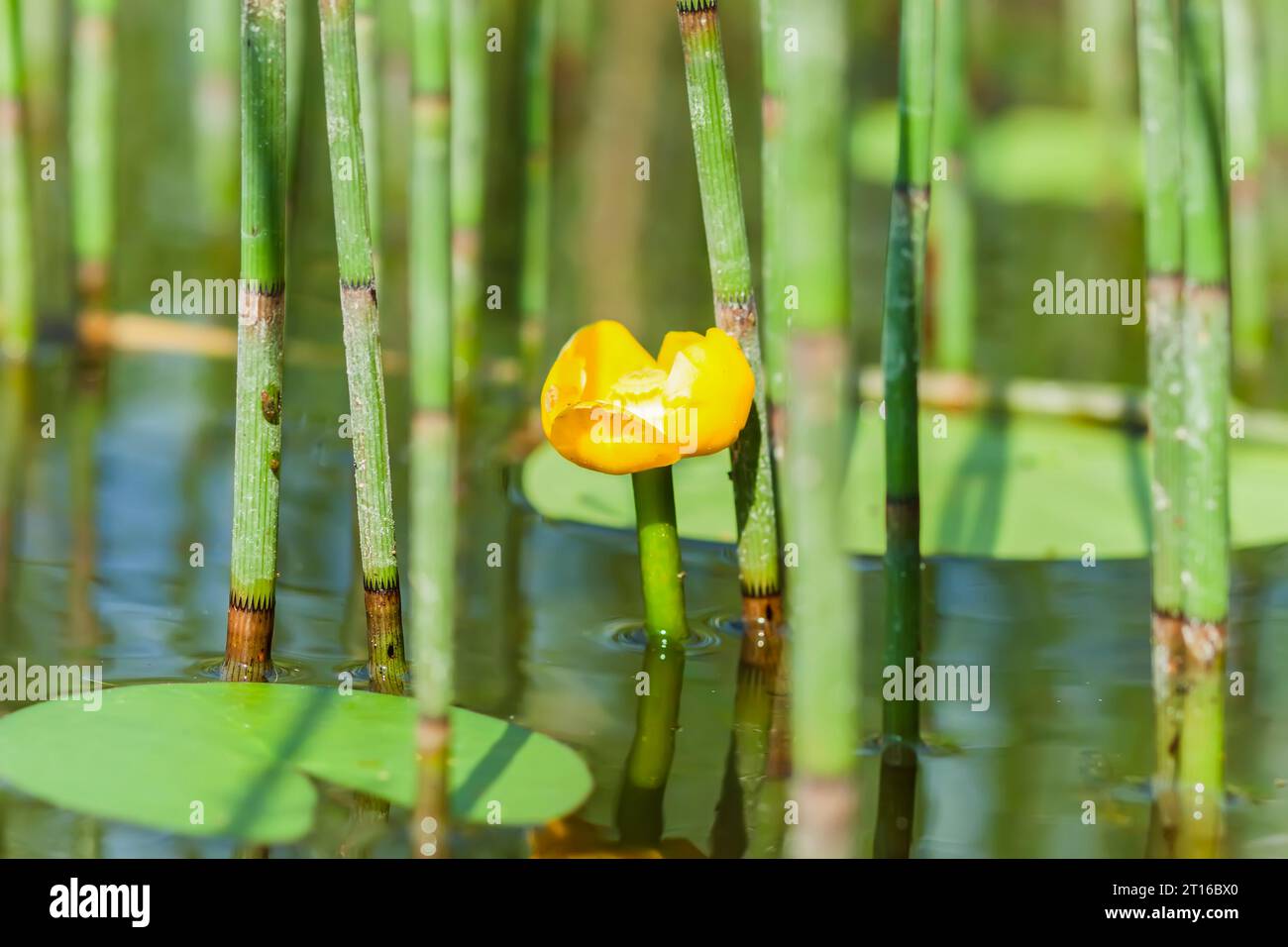 Water lily on the lake water surface Stock Photo - Alamy