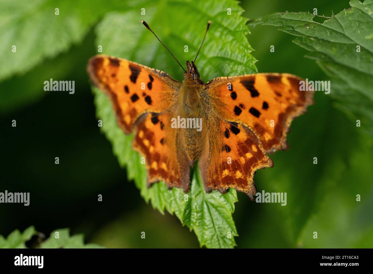 Polygonia c-album Family Nymphalidae Genus Polygonia Comma butterfly wild nature insect photography, picture, wallpaper Stock Photo