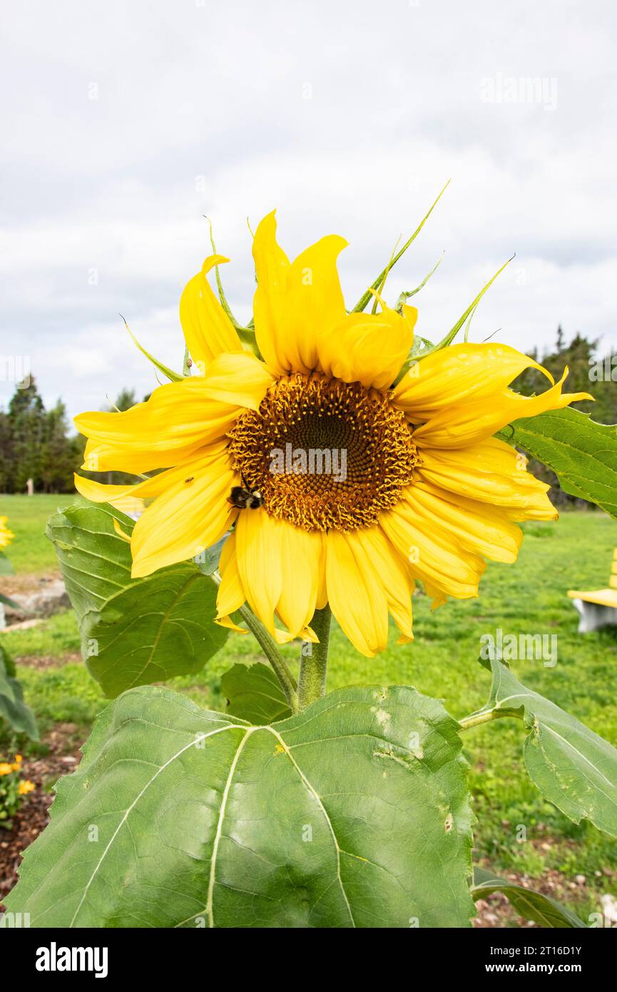 Honey bee on sunflowers in full bloom at the Cranford Family community