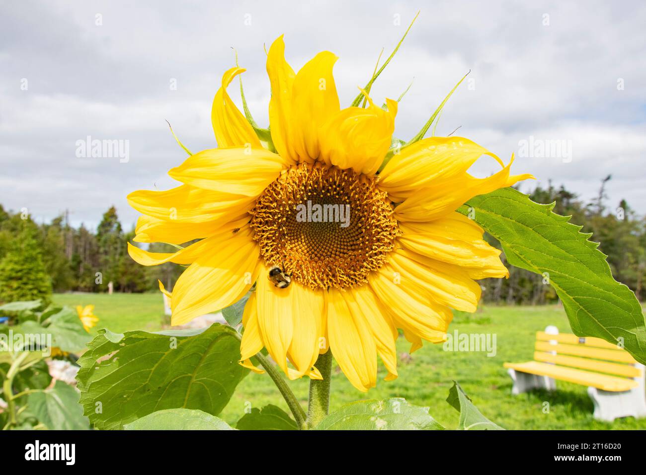 Honey bee on sunflowers in full bloom at the Cranford Family community