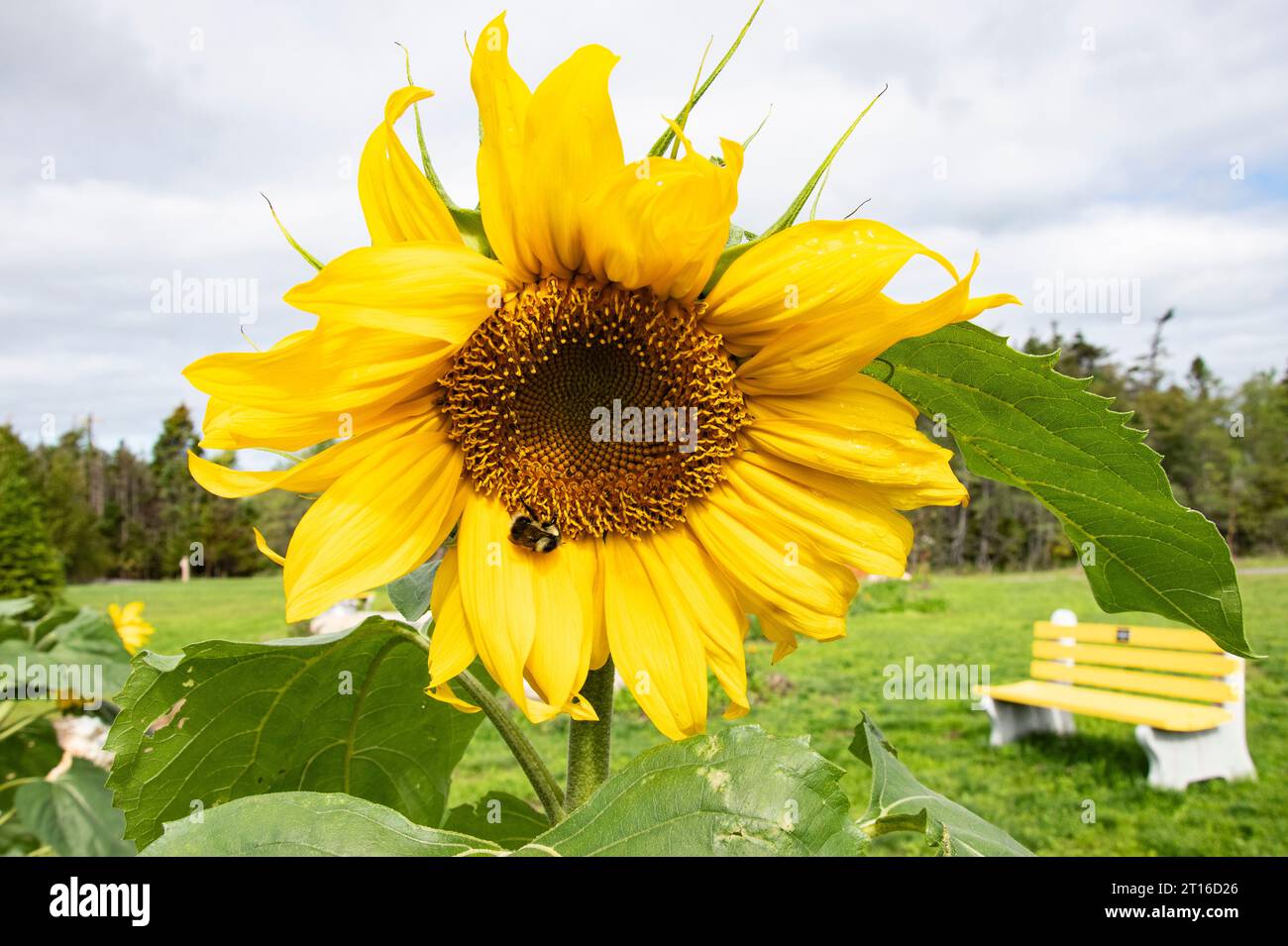 Honey bee on sunflowers in full bloom at the Cranford Family community