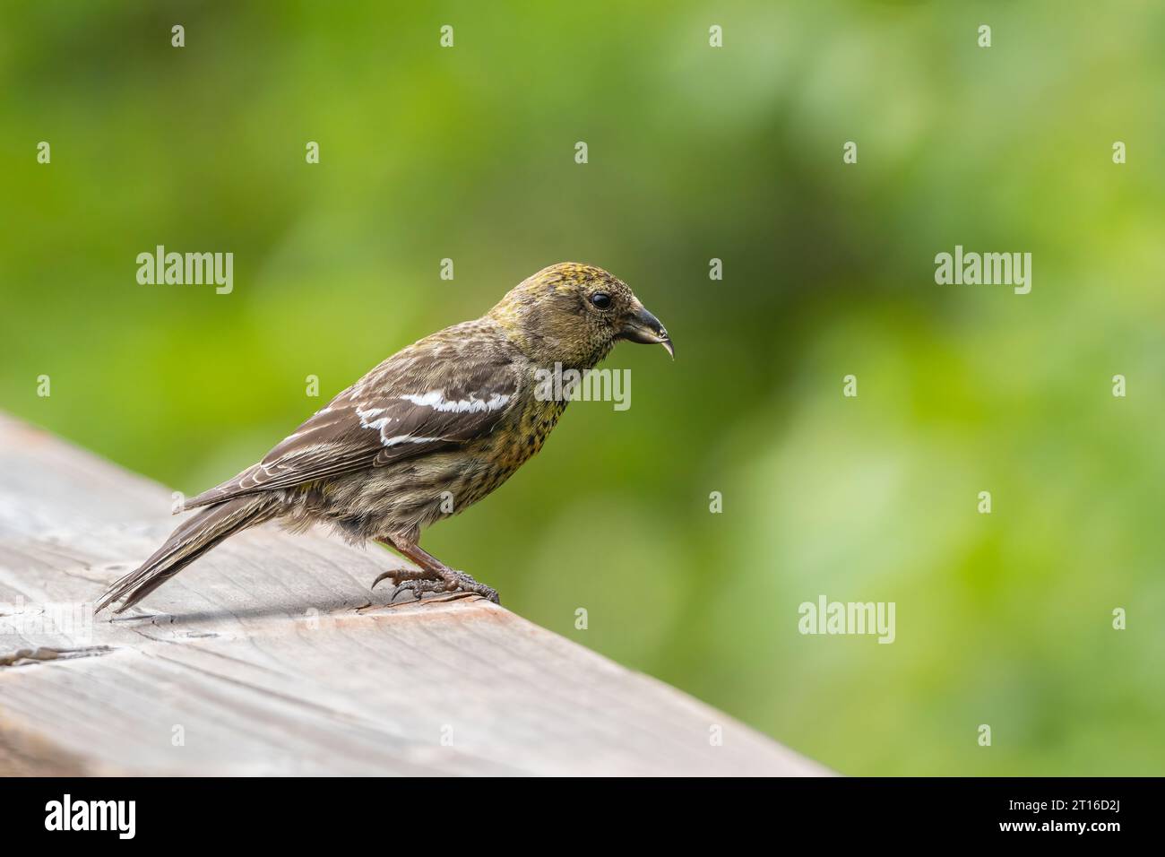 White-winged Crossbill perched on railing in Southcentral Alaska. Stock Photo