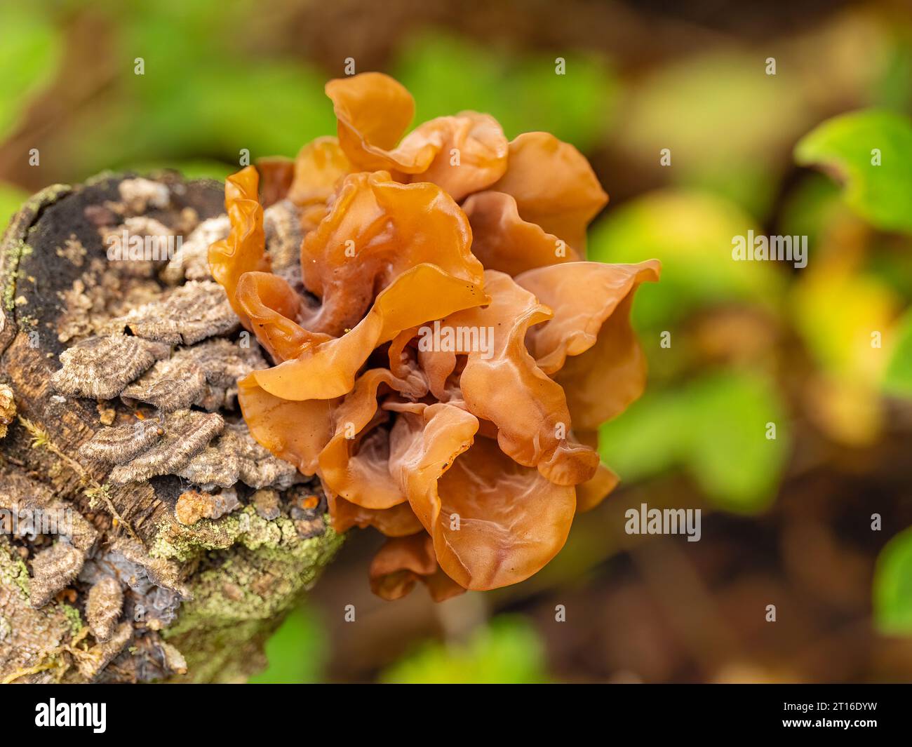 Leafy Brain fungus growing on tree stump in Southcentral Alaska Stock