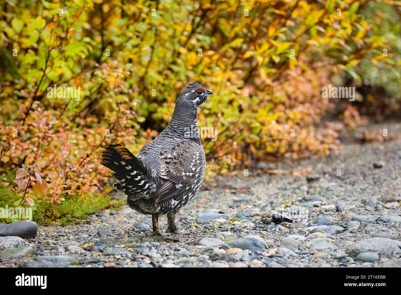 Spruce Grouse foraging along road  in Southcentral Alaska. Stock Photo