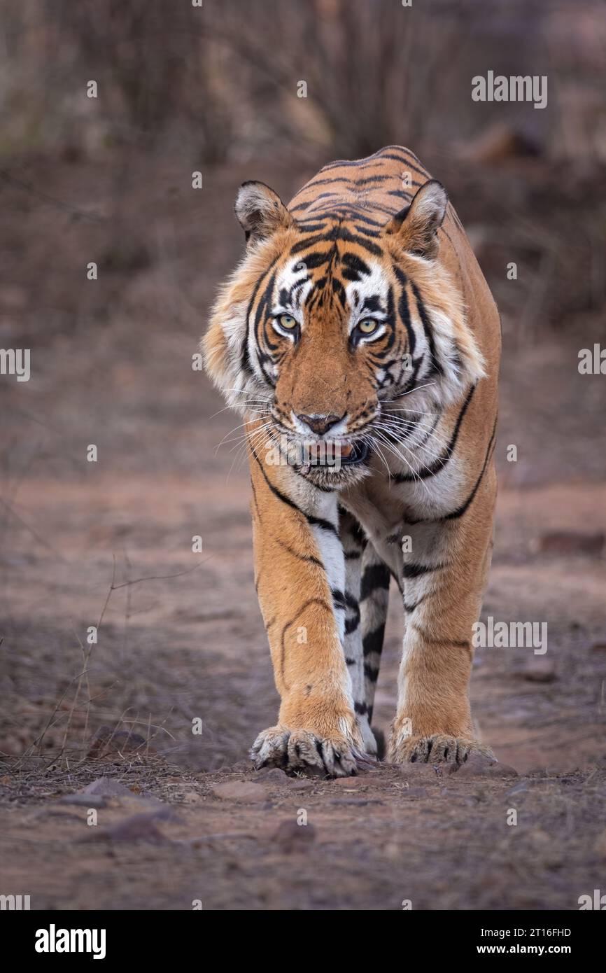 Sightings of Siberian tigers increase in Northeast China national park -  Global Times