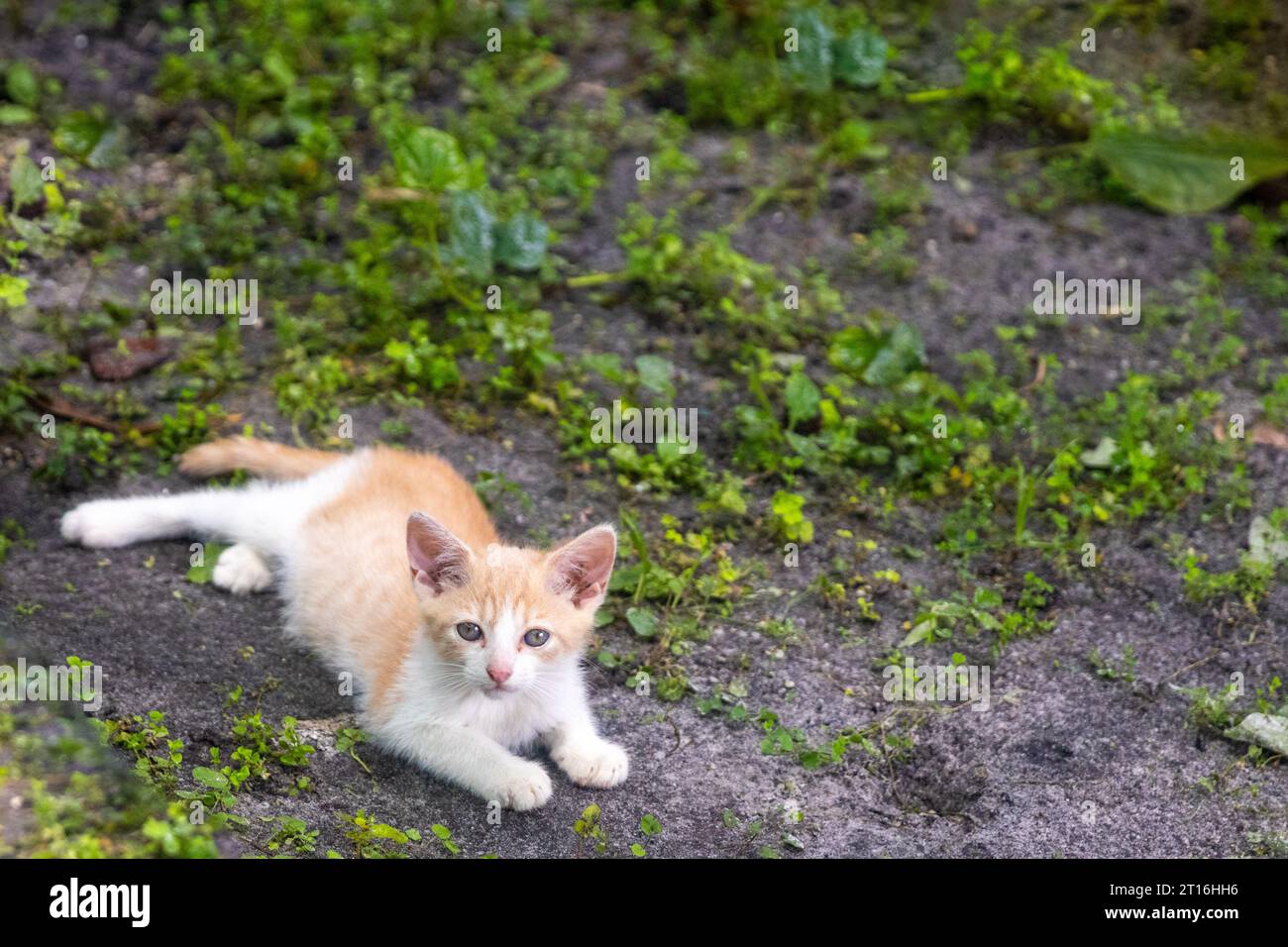 Homeless cats in yard hi-res stock photography and images - Alamy