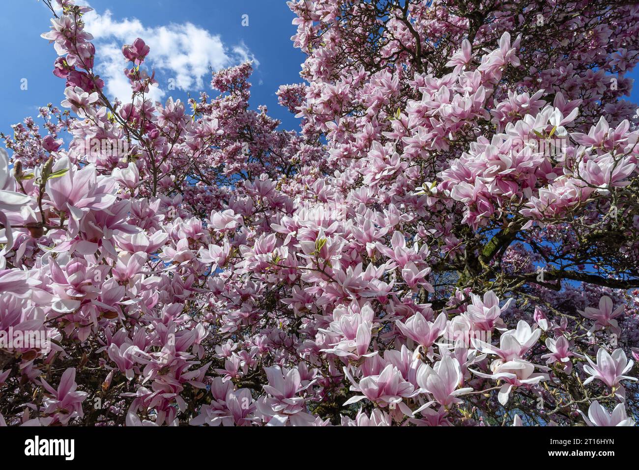 Magnolia in a small garden spring hi-res stock photography and images ...