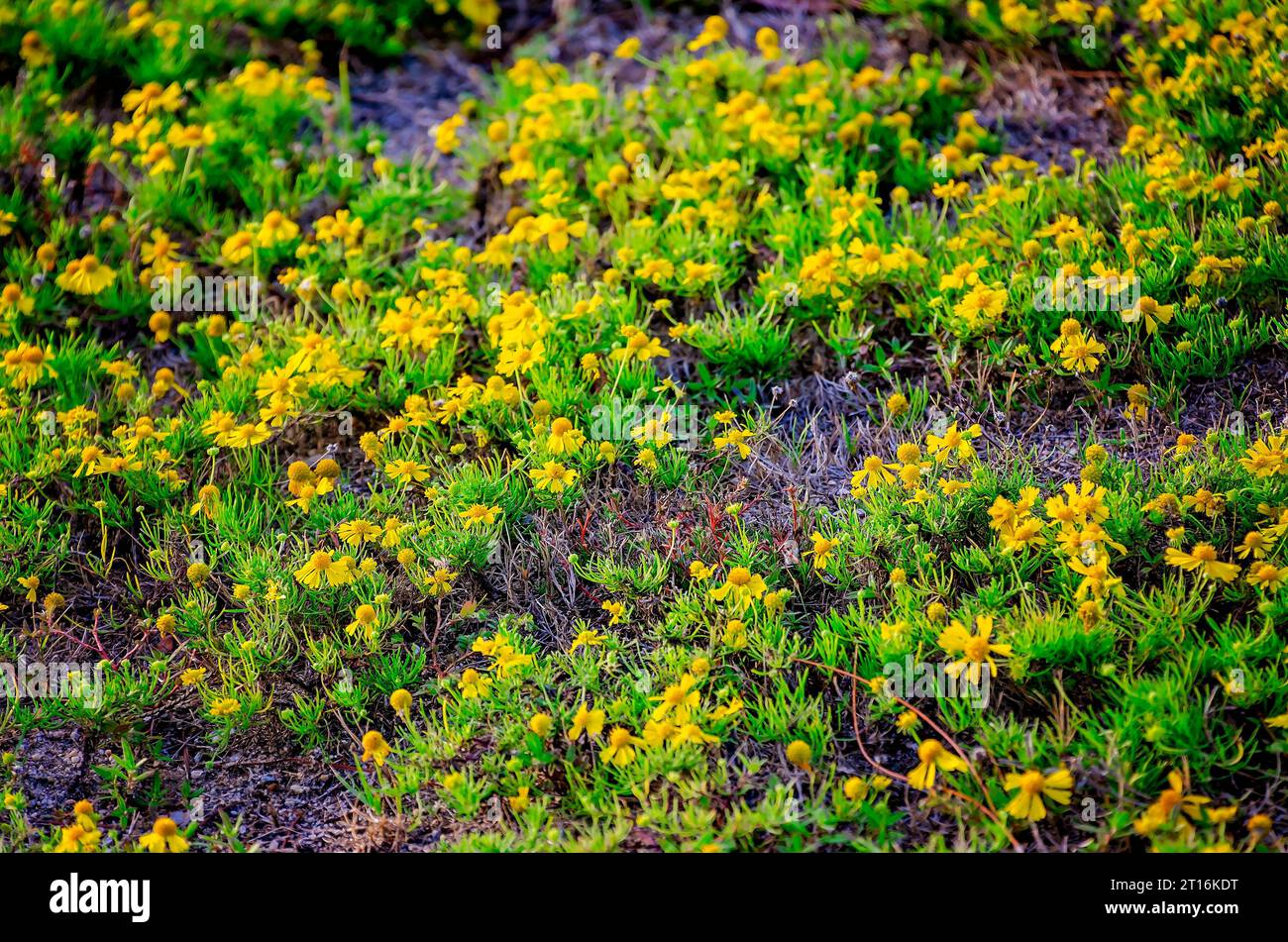 Bitter sneezeweed (Helenium amarum) covers the ground, Oct. 7, 2023, in Pascagoula, Mississippi. Stock Photo