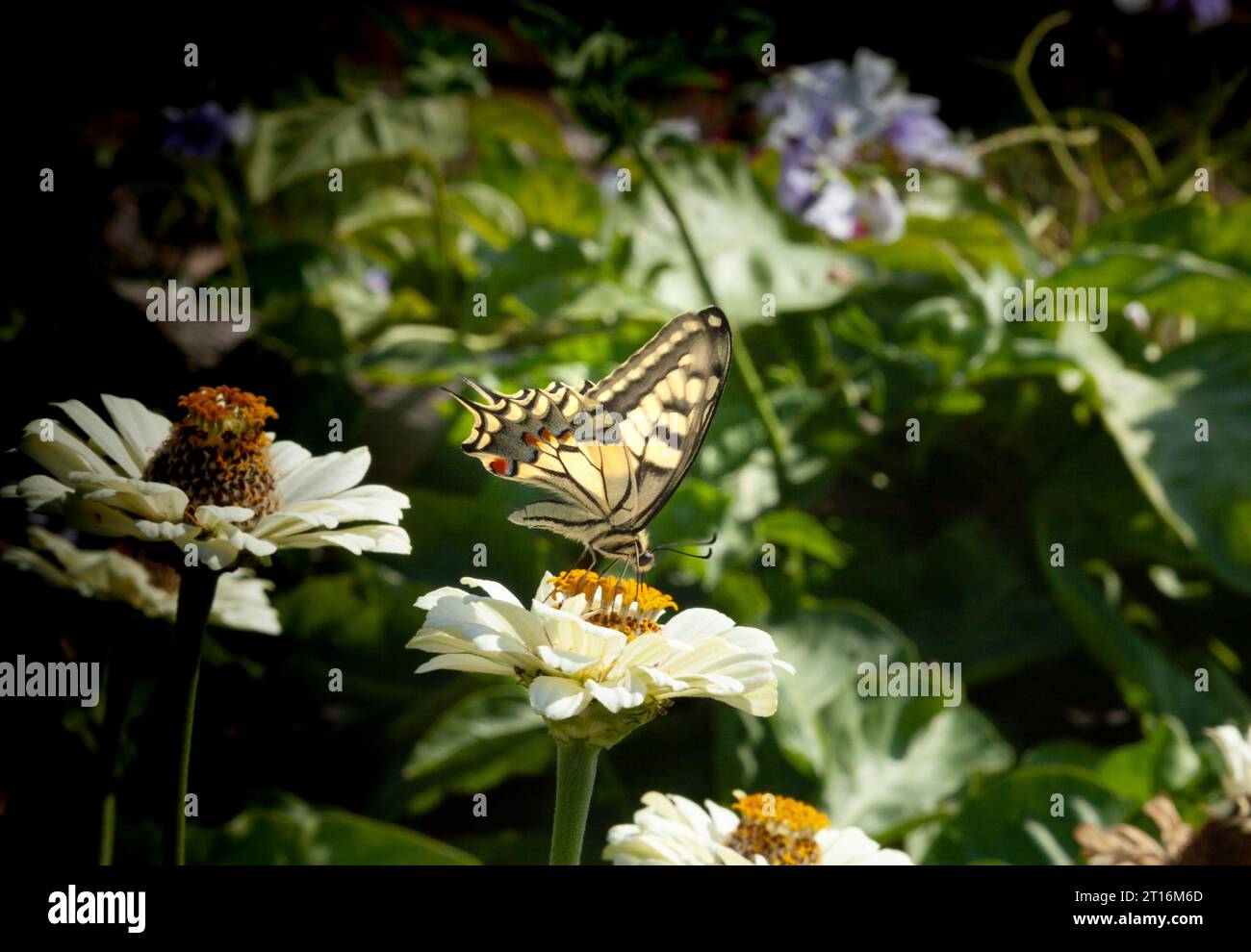 Close-up of Swallowtail butterfly or called Papilio machaon syriacus. A yellow and black butterfly lands on a white flower. Stock Photo