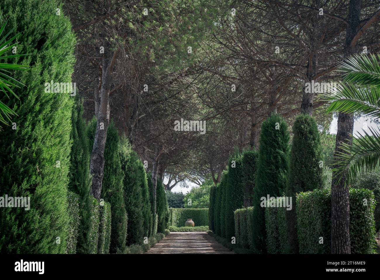 Row green bushes on alley hi-res stock photography and images - Alamy