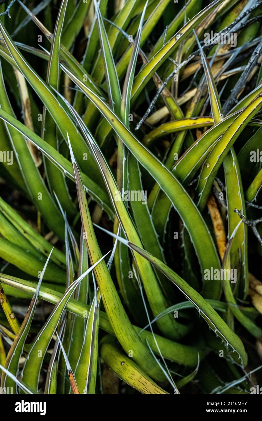Tangles Of Lechuguilla Leaves In Big Bend National Park Stock Photo