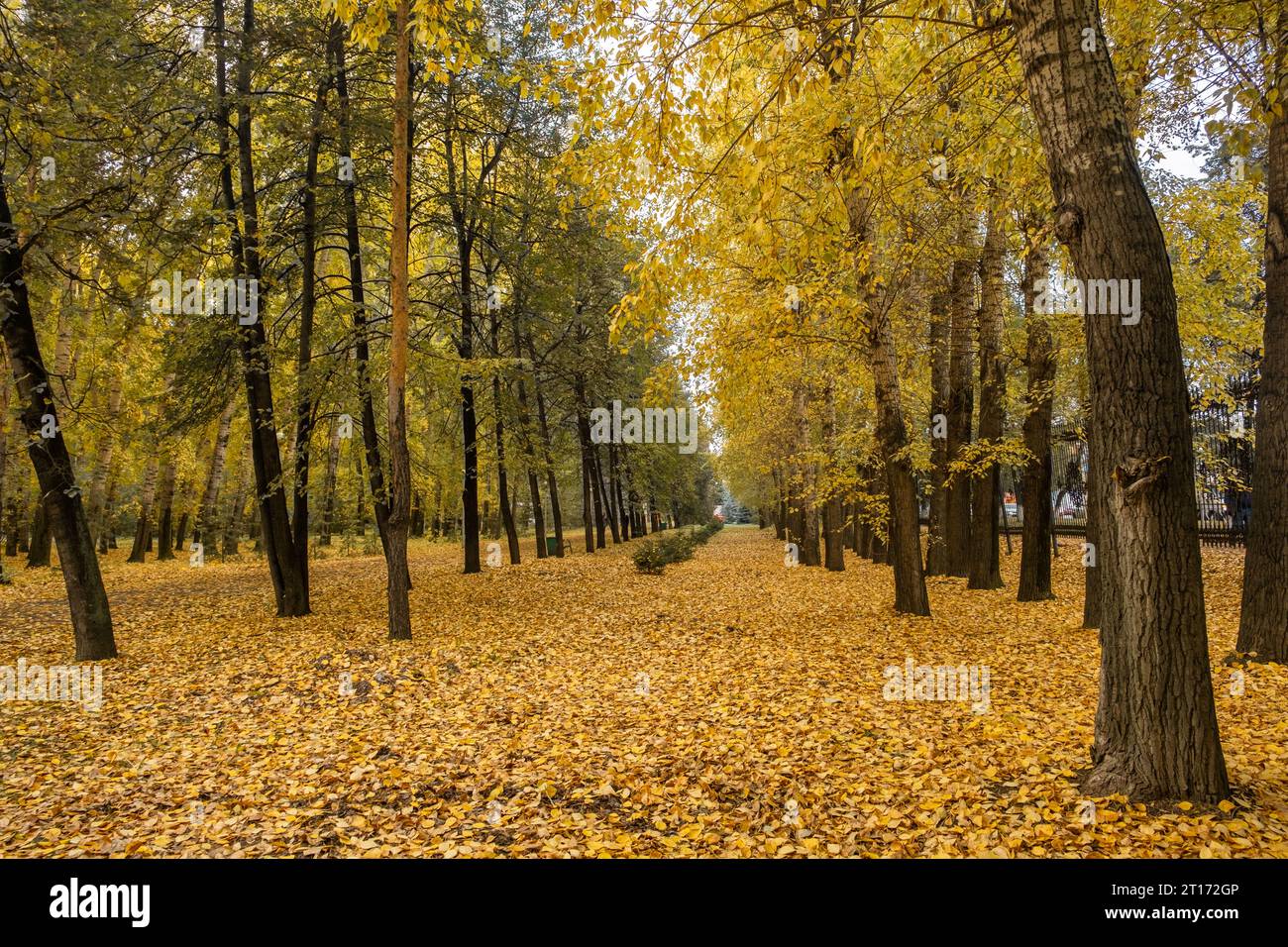 Beautiful romantic alley in a park with colorful trees and sunlight ...