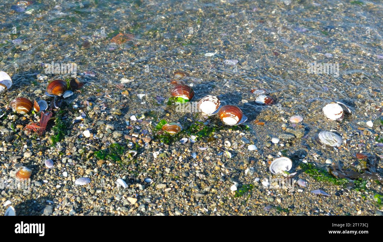 Colorful sea shells on the beach. Seaweed and pebbles Stock Photo - Alamy