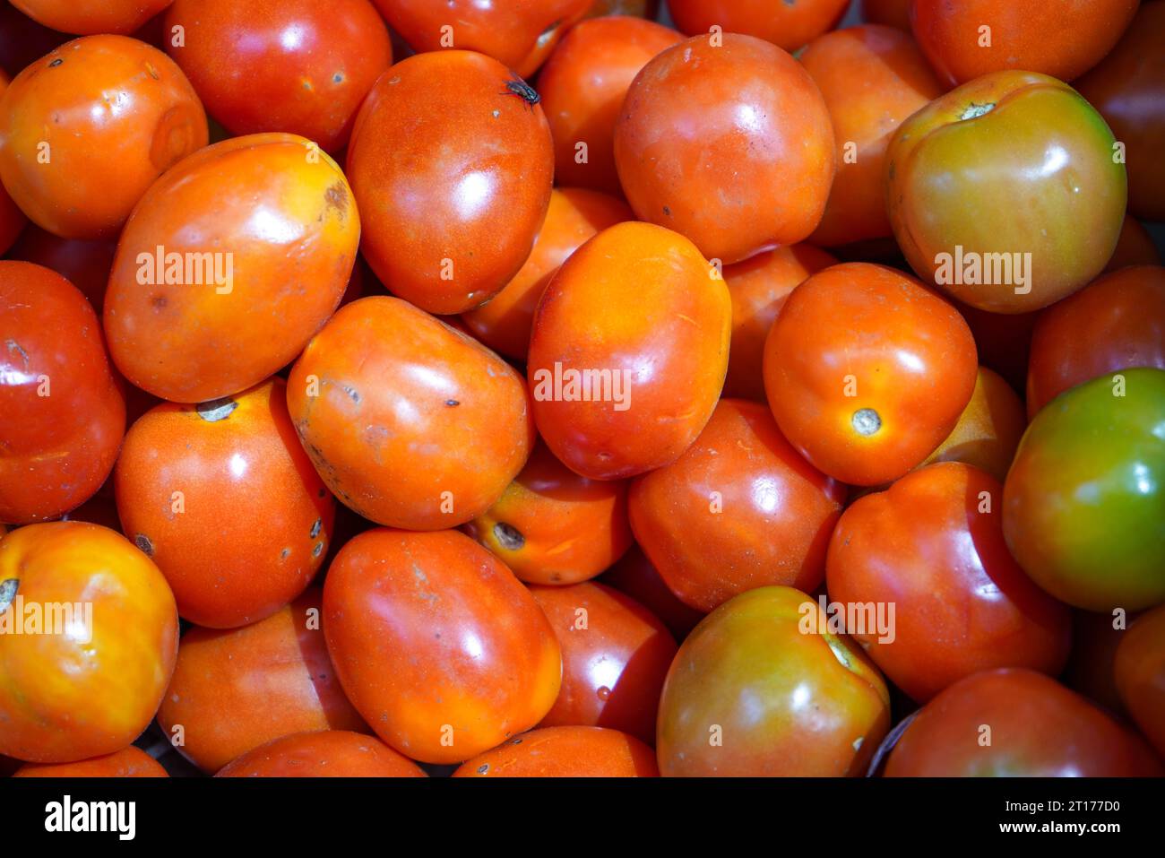 The tomato is the edible berry of the plant Solanum lycopersicum