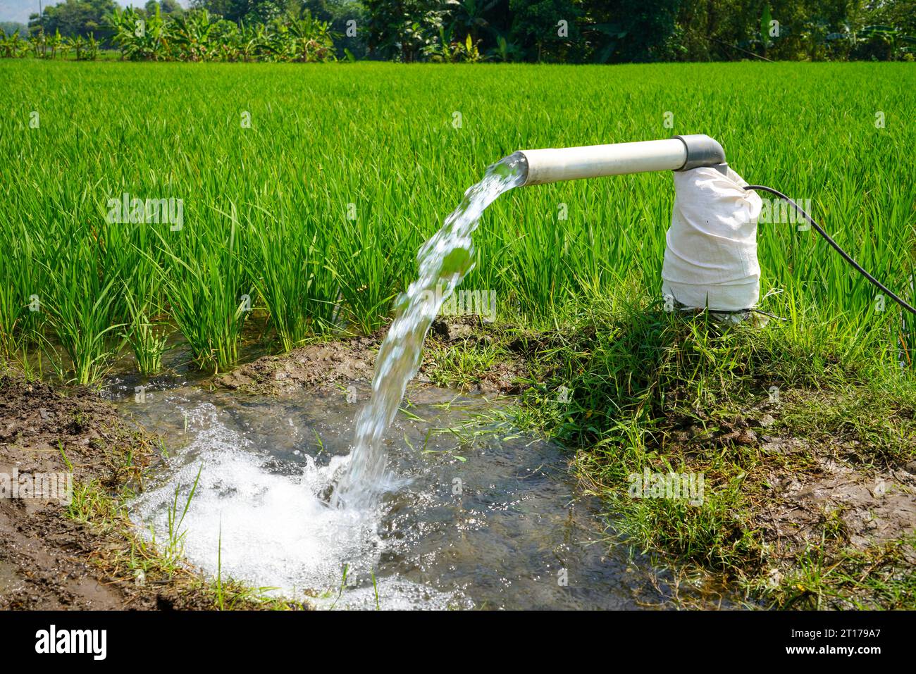 Irrigation of rice fields using pump wells with the technique of