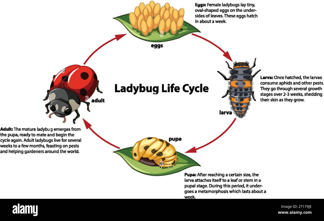 Ontological diagram of ladybug life cycle for science students Stock ...