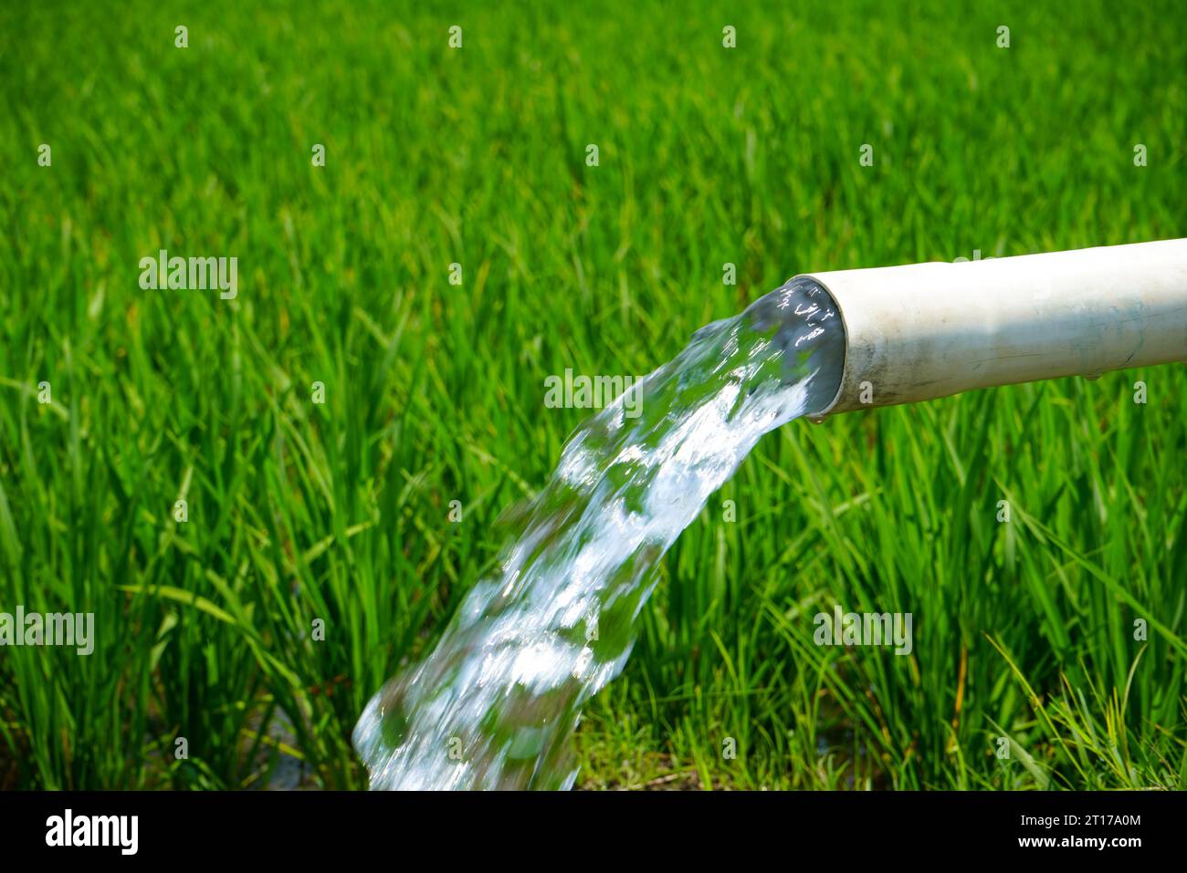 Irrigation of rice fields using pump wells with the technique of