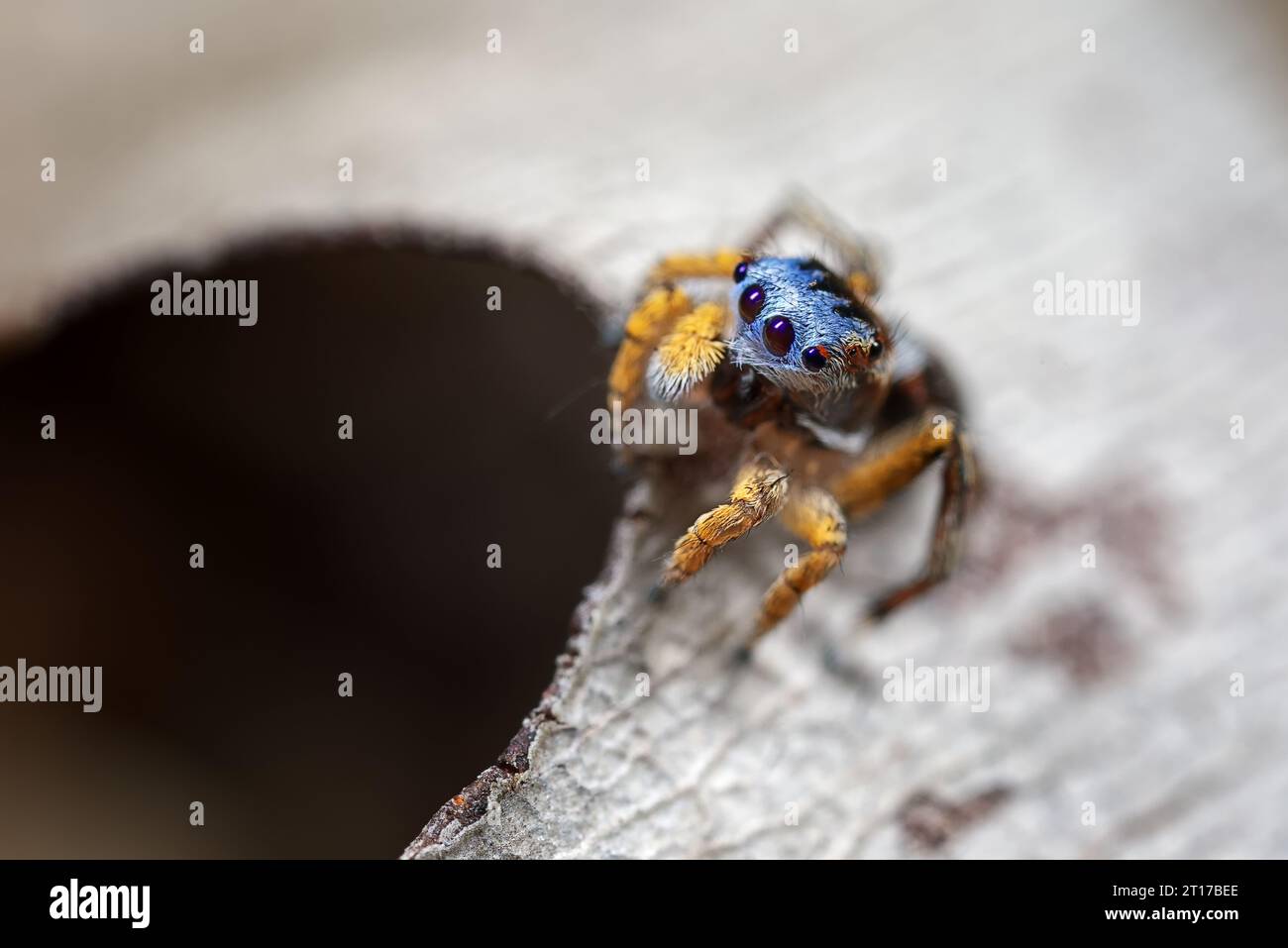 Peacock spider legs hi-res stock photography and images - Alamy