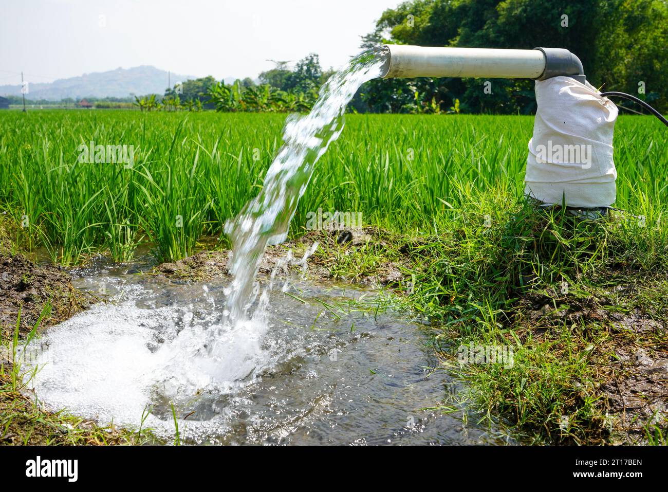 Irrigation of rice fields using pump wells with the technique of