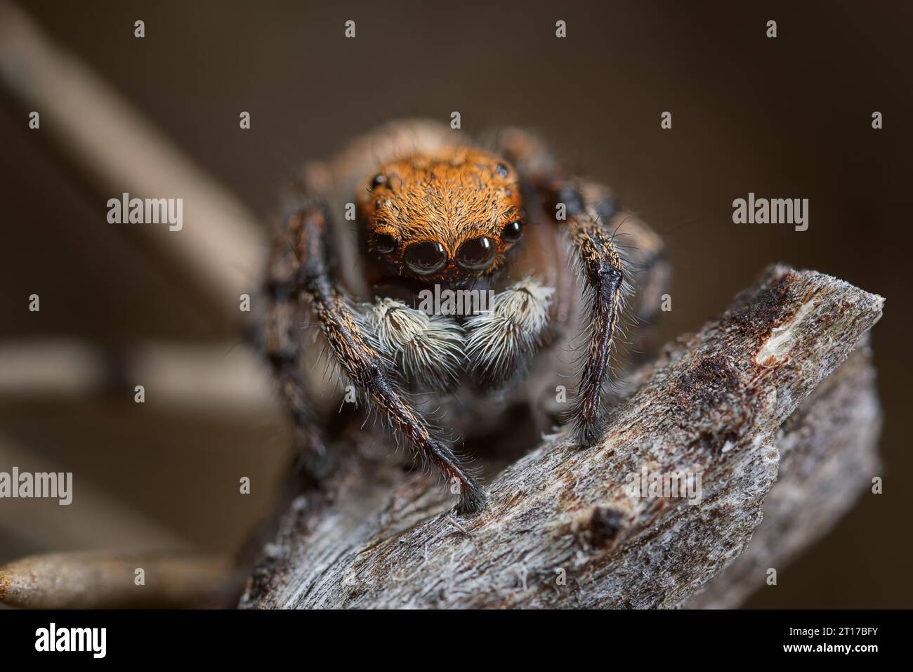 Male Rockhopper spider Stock Photo