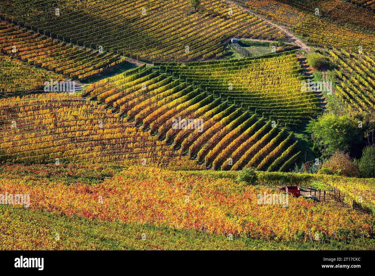 View of the colorful vineyards on the hill in autumn in Piedmont, Italy. Stock Photo
