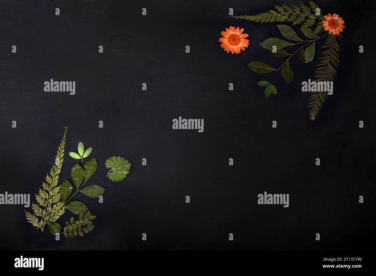 slate with space text with flower and plant Stock Photo