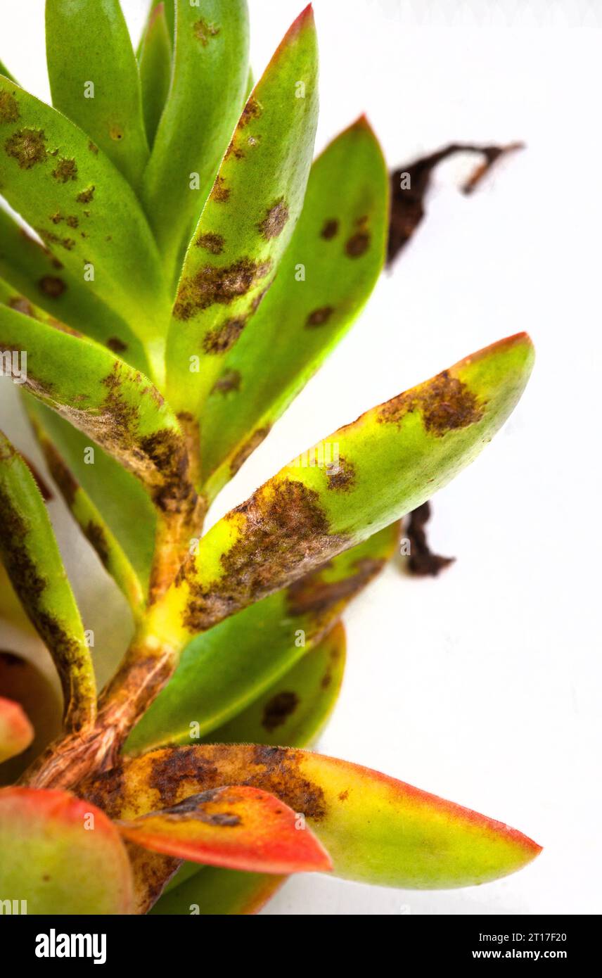 Succulent plant with fungal disease damage on white Stock Photo Alamy