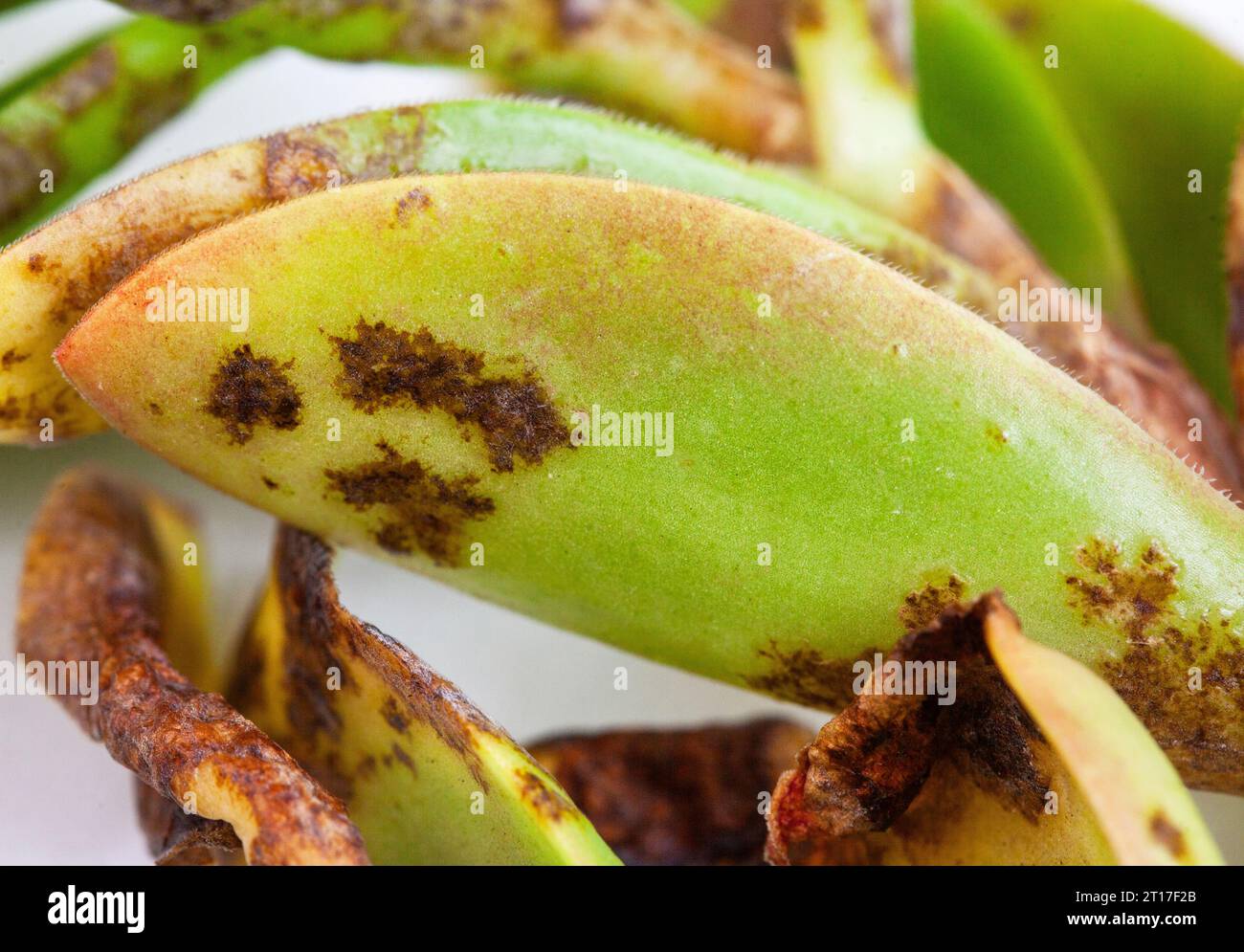 Succulent plant with fungal disease damage on white Stock Photo Alamy