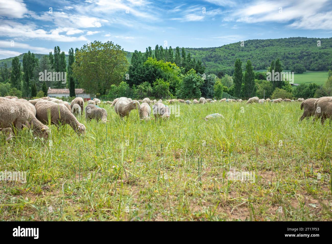 flock of sheep in a pasture Stock Photo - Alamy