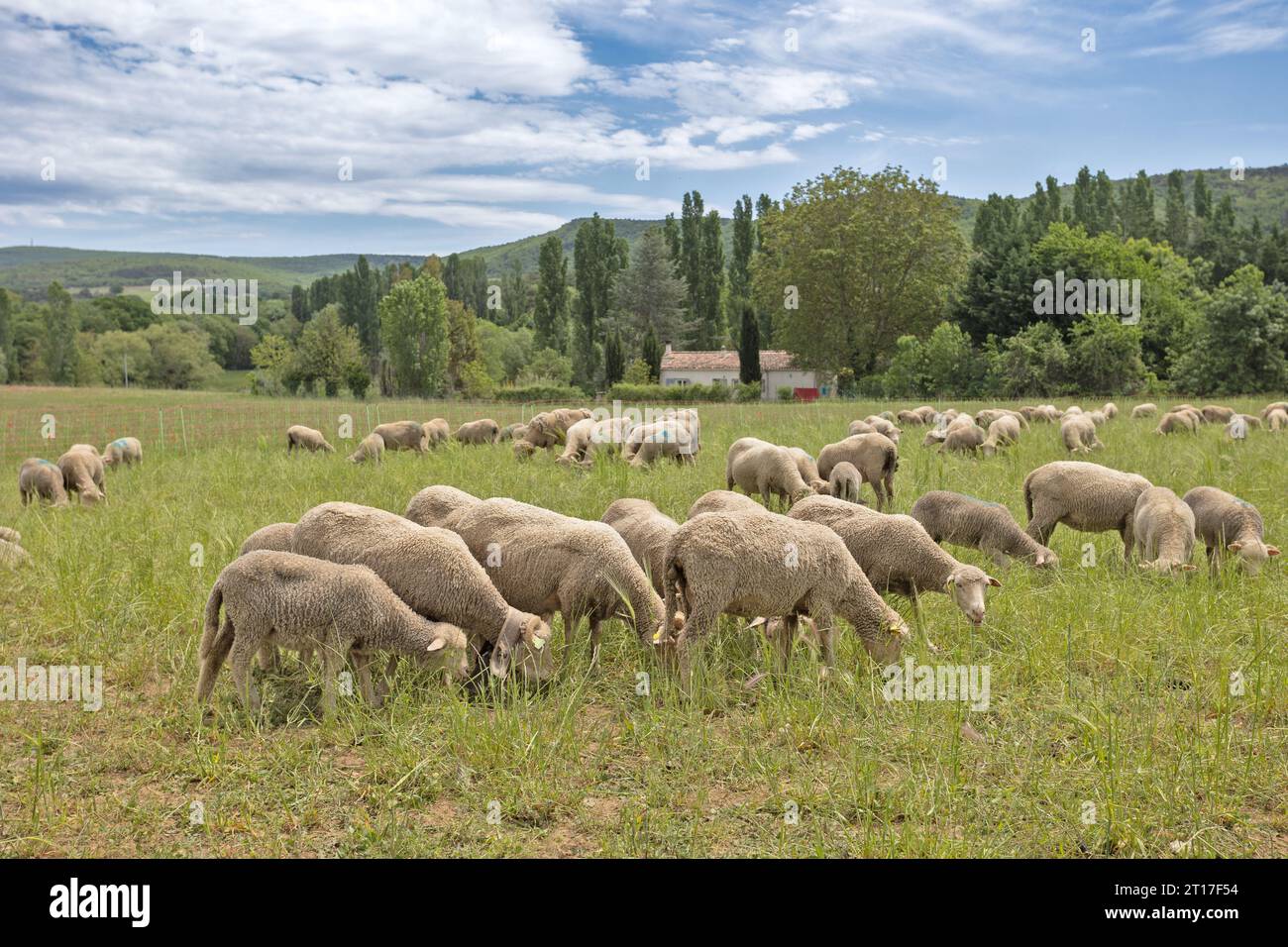 flock of sheep in a pasture Stock Photo - Alamy