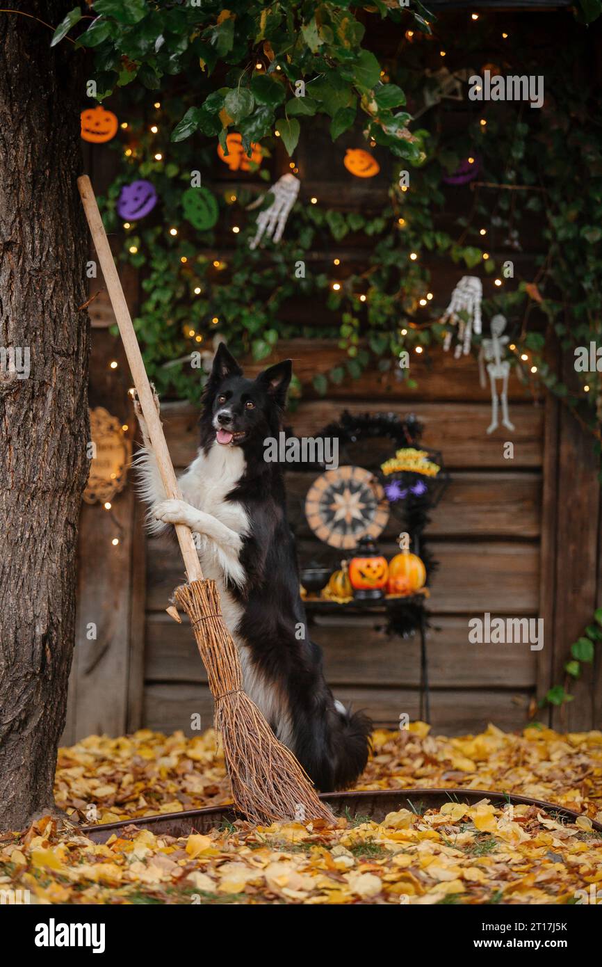 Halloween and Thanksgiving Holidays. Dog with pumpkins in the forest. Border Collie dog Stock Photo