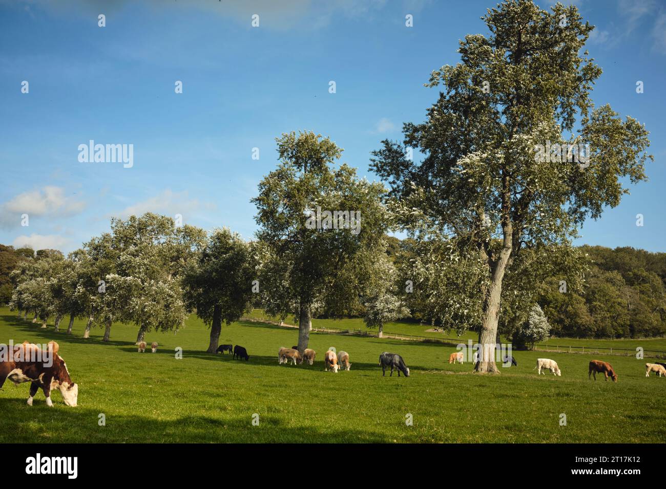 Cattle in Somerset Stock Photo