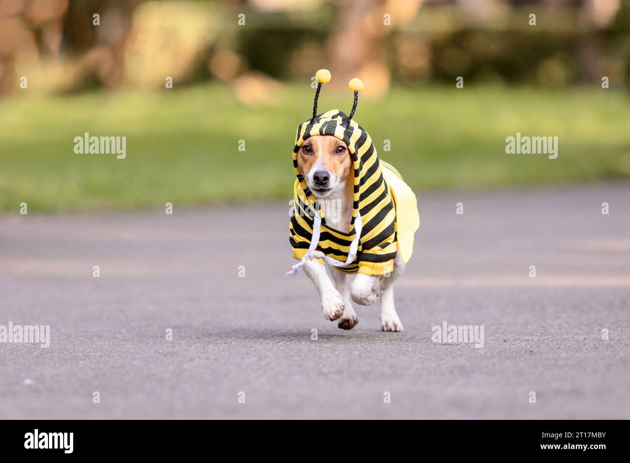Dog in bee costume hi-res stock photography and images - Alamy