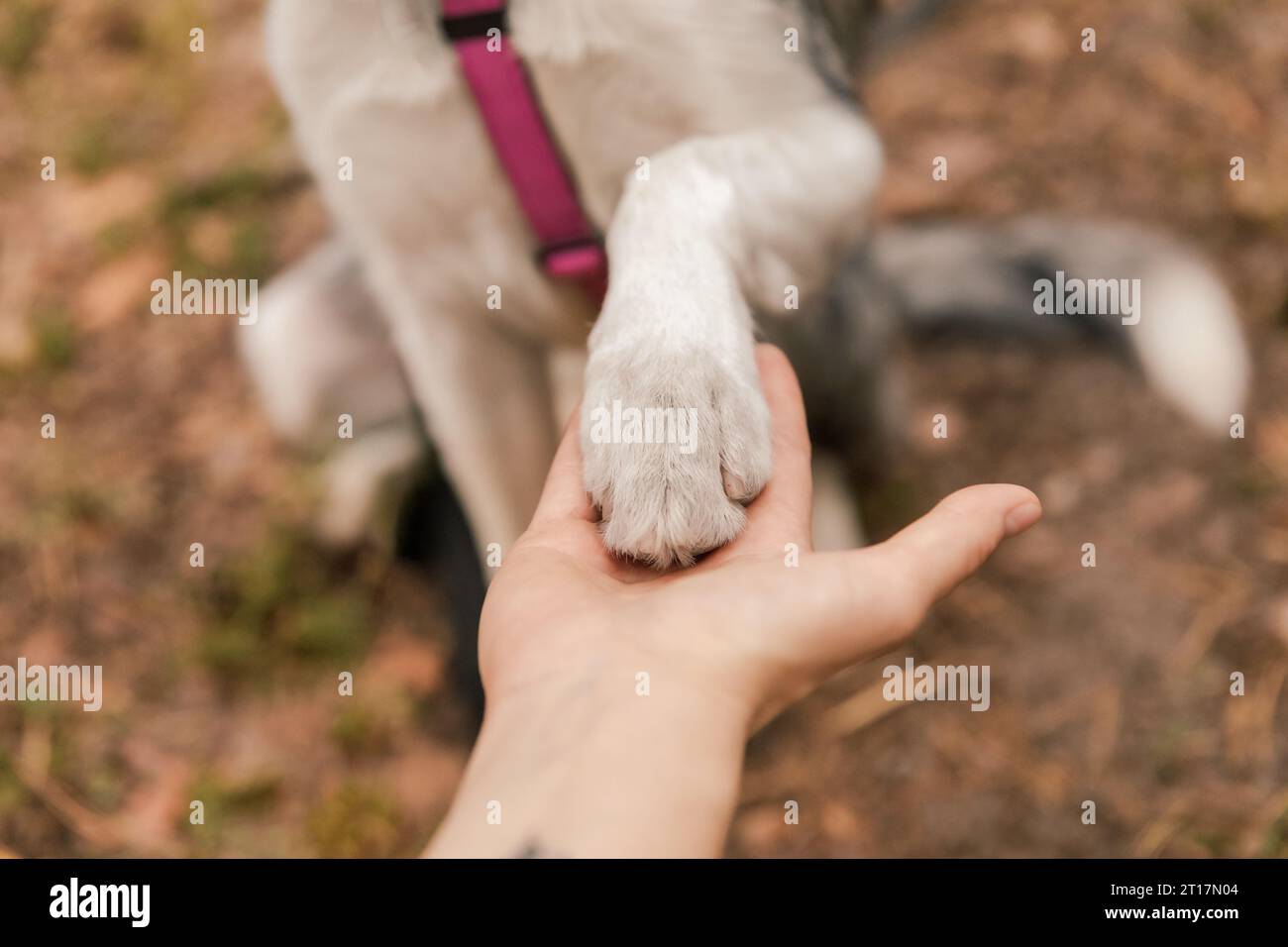 Dog is giving paw to the woman. Dog's paw in human's hand. Domestic pet