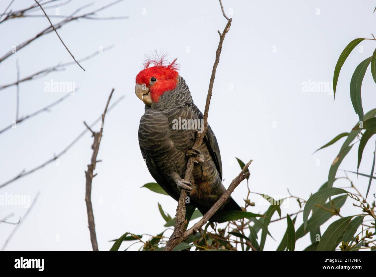 A male gang gang cockatoo (Callocephalon fimbriatum) with a beautiful red crest, perched in a tree Stock Photo
