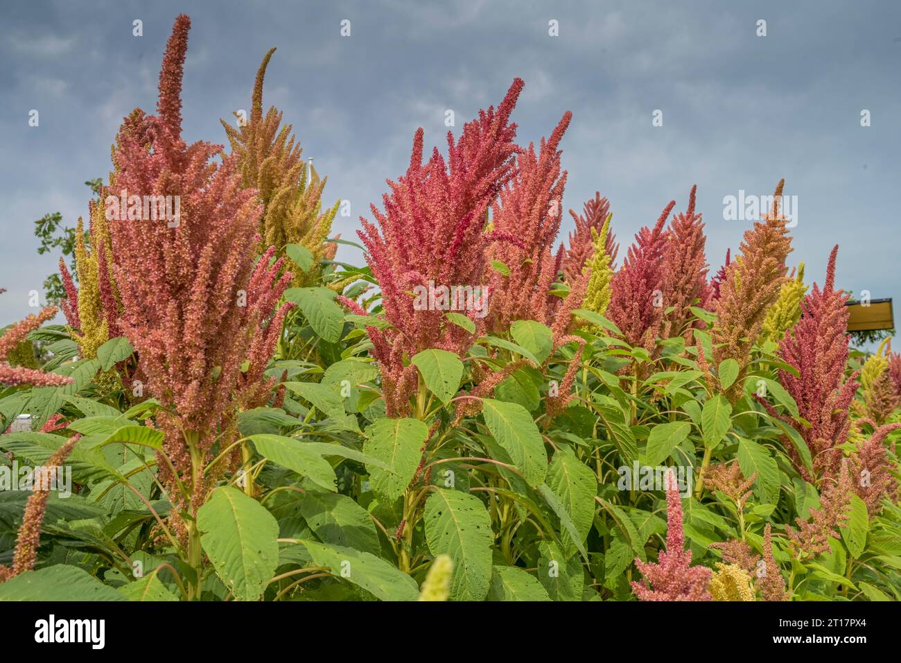 Amaranth, Garten, SpinelliPark, Bundesgartenschau 2023, Mannheim