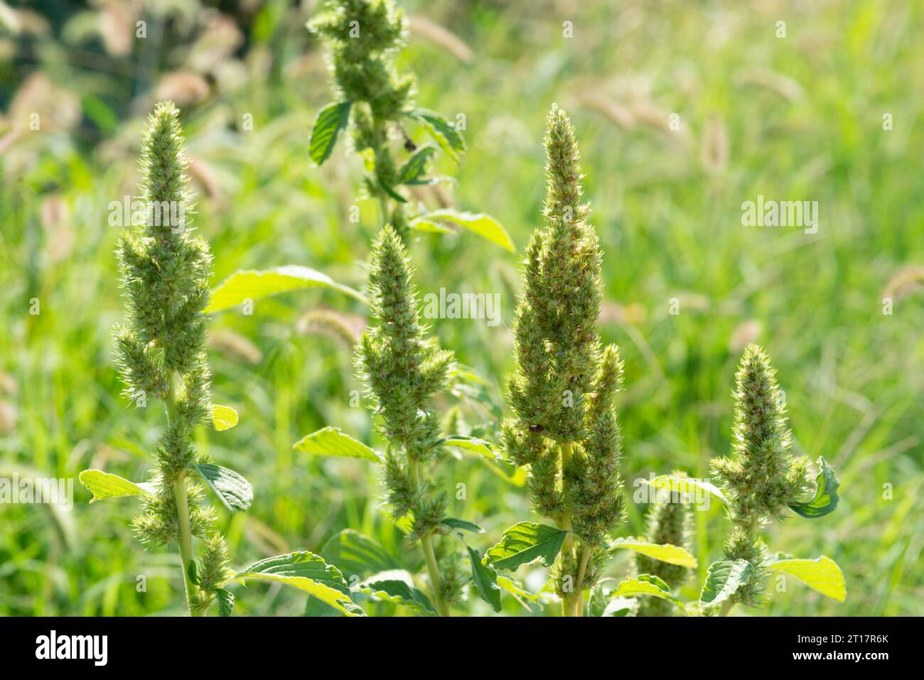Italy, Lombardy, Green Amaranth, Amaranthus Hybridus Stock Photo